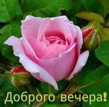 Зображення з написами Доброго вечора (226 шт близьких