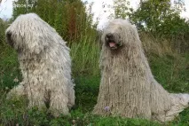 Комондор собака з дредами дредами