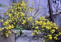 Кімнатний жасмин – догляд у домашніх умовах, розмноження, цвітіння, LS догляд