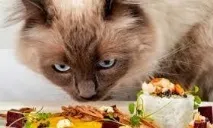 Котяче меню глюкозою