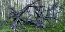 Красноярський край, Чортове кладовище красноярський