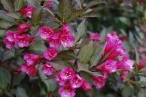 weigela