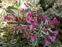 weigela