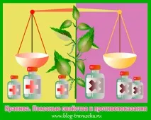 Кропива корисні властивості та протипоказання вона