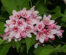 weigela