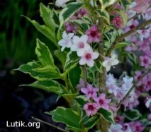 weigela