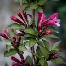 weigela