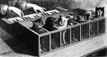 Легенди Котяче фортепіано котяче