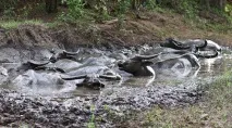 Ліниві індонезійські - буйволи буйволи