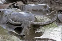Ліниві індонезійські - буйволи ліниві