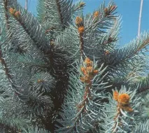 picea