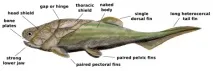 Entelognathus primordialis всіх