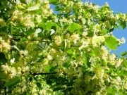 Липа при кашлі у дітей кашлі