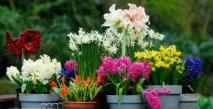 Цибулинні рослини для саду - догляд та посадка цих квітів рослини