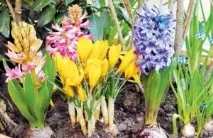 Цибулинні рослини для саду - догляд та посадка цих квітів догляд