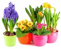 Цибулинні рослини для саду - догляд та посадка цих квітів посадка