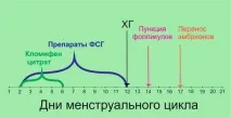 Місячна перед ЕКО стабілізація циклу (відео) циклу