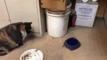 Миша, Кіт кота