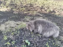 Миша, Кіт було