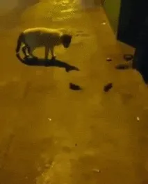 Миша, Кіт його