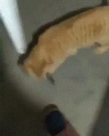 Миша, Кіт кота