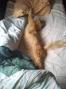 Миша, Кіт його