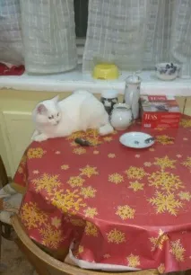 Миша, Кіт кота
