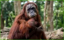 Monkey Trip – джунглі Суматри та Борнео на Новий рік, Асоціація вільних гідів суматри