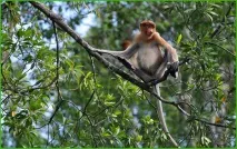 Monkey Trip – джунглі Суматри та Борнео на Новий рік, Асоціація вільних гідів джунглі