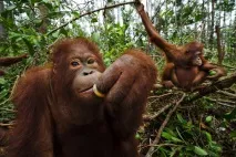 Monkey Trip – джунглі Суматри та Борнео на Новий рік, Асоціація вільних гідів trip