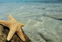 Морські зірки у фотографіях зірки