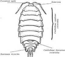 Мокриця (Oniscus asellus) мокриць