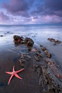 Морські зірки у фотографіях зірки