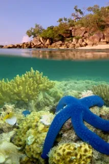 Морські зірки у фотографіях фотографіях