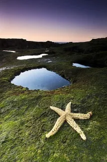 Морські зірки у фотографіях морські