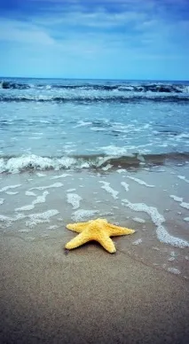 Морські зірки у фотографіях морські
