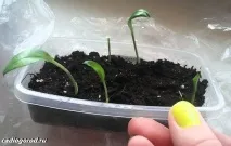 квітка