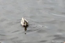 іваново