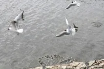 відвідай