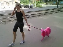 На прогулянці курка