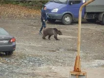 На прогулянці курка