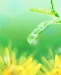 Неролі гідролат - магазин натуральної косметики AromaBeauty гідролат