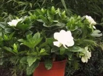 жасминова