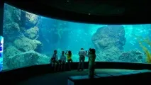 Чудовий океанаріум Siam Ocean World у Бангкоку чудовий