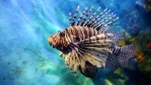 Чудовий океанаріум Siam Ocean World у Бангкоку siam