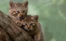 кореня