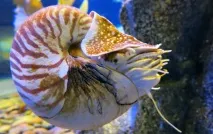 Чудовий океанаріум Siam Ocean World у Бангкоку океанаріум