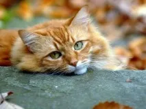 кореня