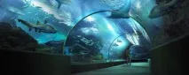 Чудовий океанаріум Siam Ocean World у Бангкоку бангкоку