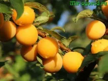 Обрізка абрикоса восени схема гілки